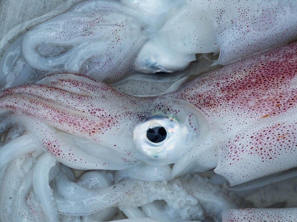 イカを冷凍したら保存期間はどれ位？刺身で食べられる冷凍方法