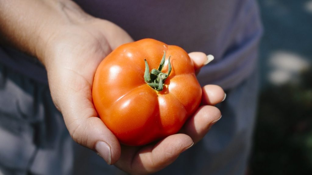 トマトを栽培中、栄養過多になってしまったときの対応とは？