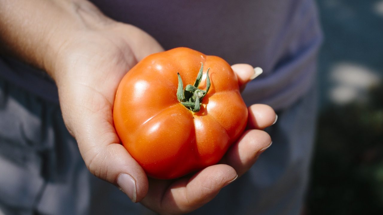トマトを栽培しているが栄養過多に・・対応策は？病気や害虫にも